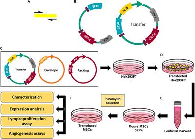 Leukemia Inhibitory Factor (LIF) Overexpression Increases the Angiogenic Potential of Bone Marrow Mesenchymal Stem/Stromal Cells